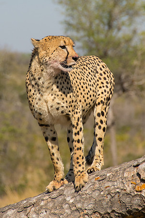 A Cheetah after a kill