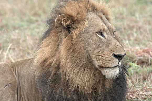A male lion surveys