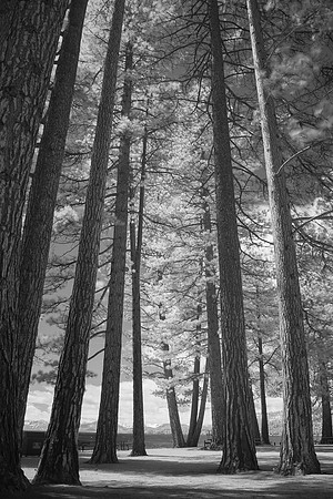 Lake Tahoe in Infrared - April 2017 _DSF2800