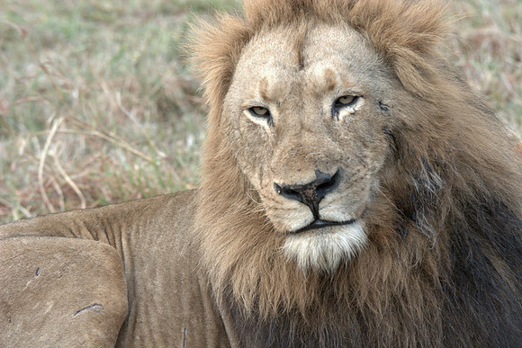 Lion with battle scars
