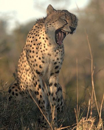 A Cheetah appears to laugh while yawning #2