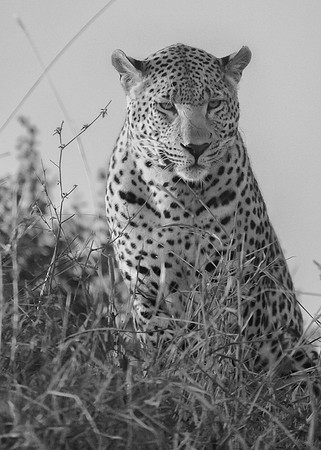 A Leopard listens for warthogs that might leave their den