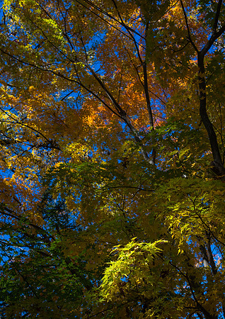 Fall Foliage selections-8