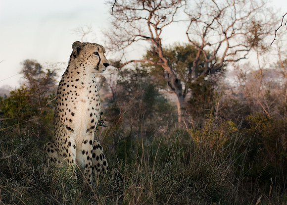 Cheetah scans the brush for prey