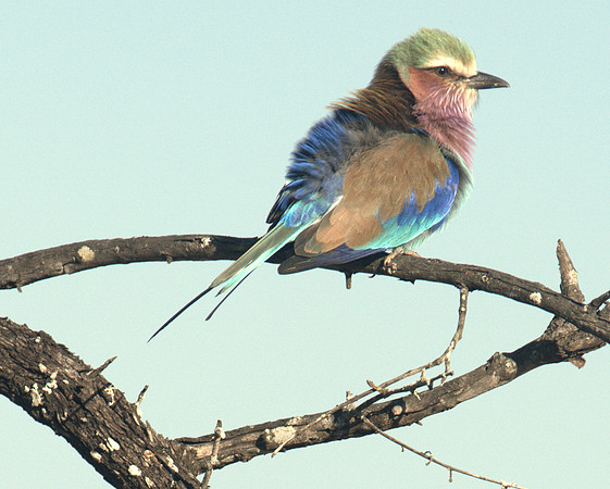 Lilac Breaster Roller - demonstrating camera limitations