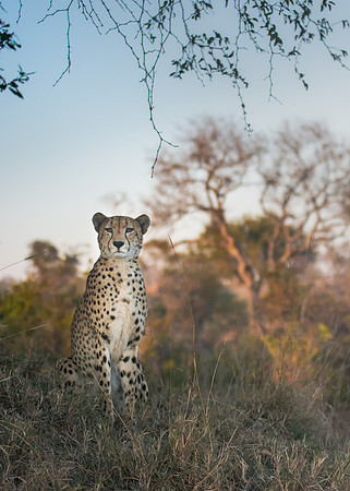 A cheetah surveying early in the morning at Sabi Sabi
