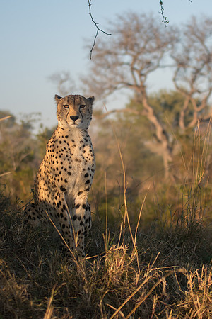 A cheetah relaxes in the shade