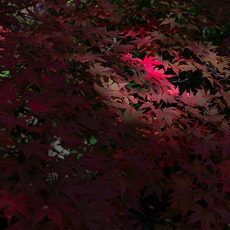 Fall Foliage selections-6