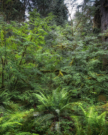 _DSF6298-Edit-2_export