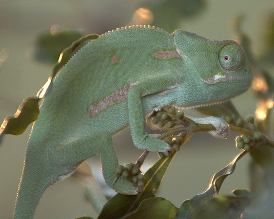 Chameleon spotted on safari at King's Camp