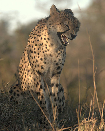 A Cheetah appears to laugh while yawning #1