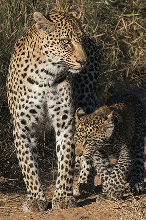 A leopard and her cub at King's Camp