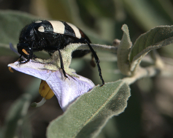 Blister Beetle