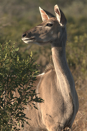 Kudu spotted on safari