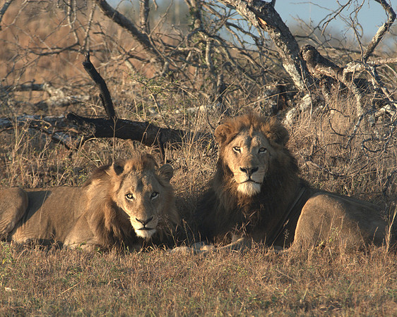Young and old male lions - a rare sight in Sabi Sabi