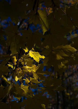 Fall Foliage selections-2