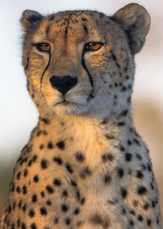 Cheetah Headshot