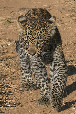 Leopard cub at King's Camp