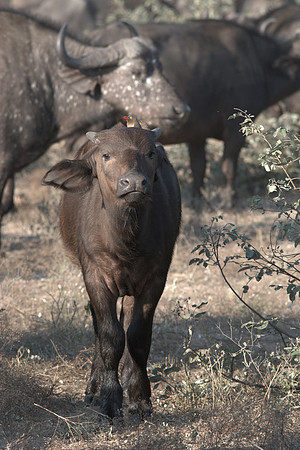 Cape Buffalo with an Oxpecker onboard