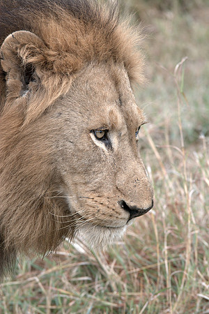 Male lion stalking at close range